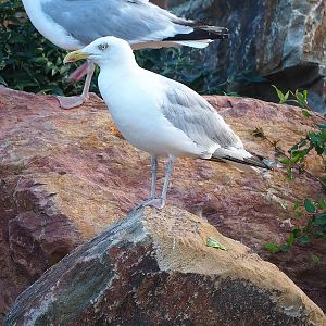 Wild European herring gull (Larus argentatus), 2022-08-28
