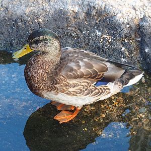 Wild Mallard (Anas platyrhynchos), drake in eclipse plumage, 2022-08-28