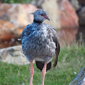Southern screamer (Chauna torquata), 2022-08-28