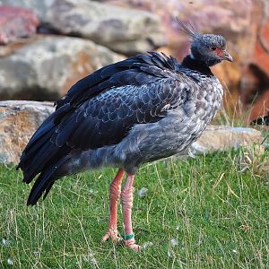 Southern screamer (Chauna torquata), 2022-08-28