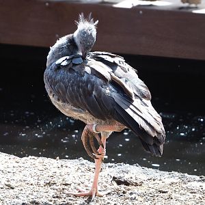Southern screamer (Chauna torquata), 2022-08-28