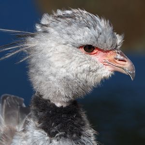 Southern screamer (Chauna torquata), 2022-08-28