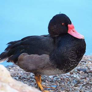 Rosy-billed pochard (Netta peposaca), 2022-08-28