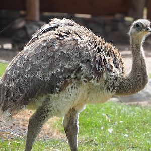 Darwin's rhea (Rhea pennata), 2022-08-28