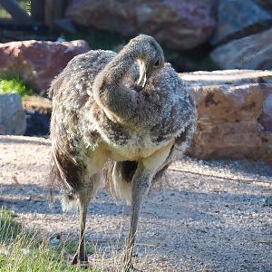 Darwin's rhea (Rhea pennata), 2022-08-28