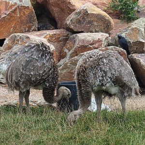 Darwin's rheas (Rhea pennata), 2022-08-28