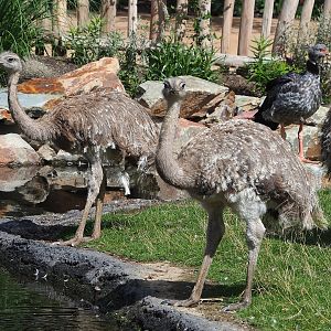 Darwin's rheas (Rhea pennata) and Southern screamer (Chauna torquata) , 2022-08-28
