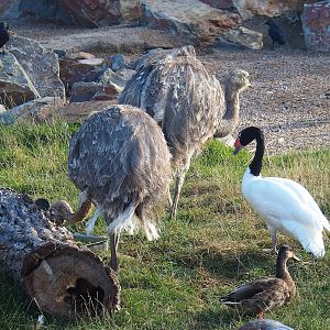 Darwin's rheas (Rhea pennata) and Black-necked swan (Cygnus melancoryphus), 2022-08-28