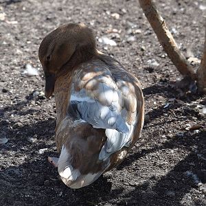Domestic duck - Mallard hybrid (Anas platyrhynchos), 2022-08-28