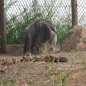 Giant anteater (Myrmecophaga tridactyla), 2022-08-28