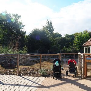 Patagonian mara walk-through exhibit, 2022-08-28