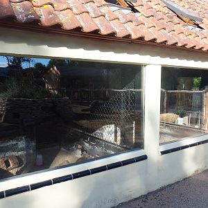 Elegant-crested tinamou exhibits, 2022-08-28