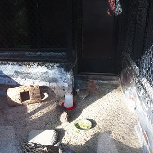 Elegant-crested tinamou exhibit, 2022-08-28
