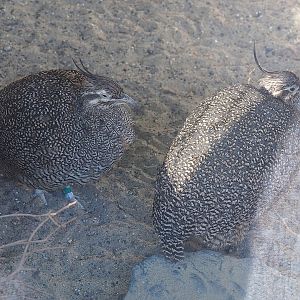 Elegant crested tinamous (Eudromia elegans), 2022-08-28