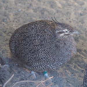 Elegant crested tinamou (Eudromia elegans), 2022-08-28