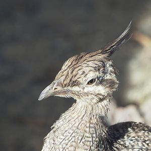 Elegant crested tinamou (Eudromia elegans), 2022-08-28