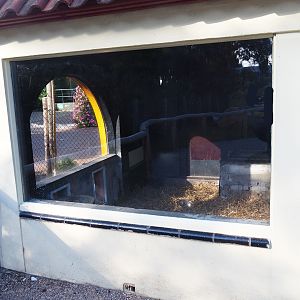 Patagonian mara indoor exhibit, 2022-08-28