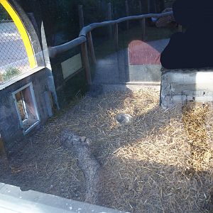 Patagonian mara indoor exhibit, 2022-08-28