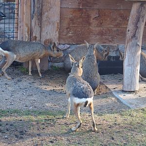 Patagonian maras (Dolichotis patagonum), 2022-08-28