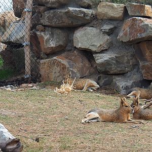 Patagonian maras (Dolichotis patagonum) and Vicuña (Vicugna vicugna), 2022-08-28
