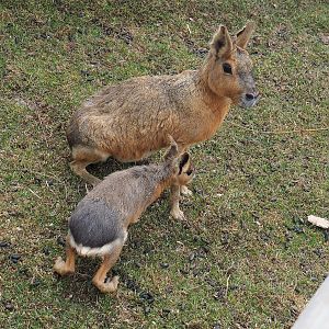 Patagonian mara (Dolichotis patagonum) with juvenile, 2022-08-28