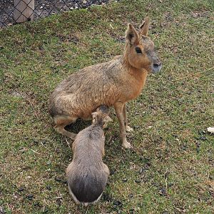Patagonian mara (Dolichotis patagonum) with juvenile, 2022-08-28