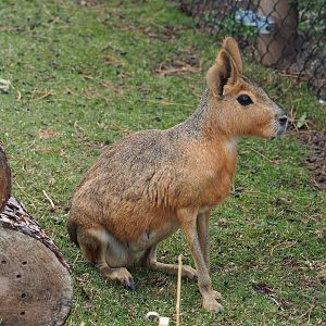 Patagonian mara (Dolichotis patagonum), 2022-08-28