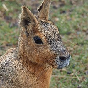 Patagonian mara (Dolichotis patagonum), 2022-08-28