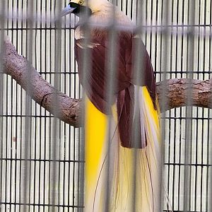 Lesser Bird of Paradise