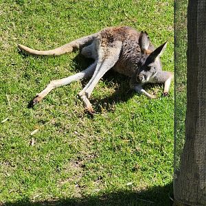 Red Kangaroo