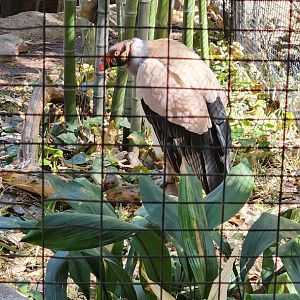 King Vulture