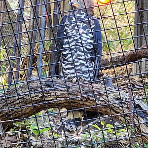 African Crowned Eagle