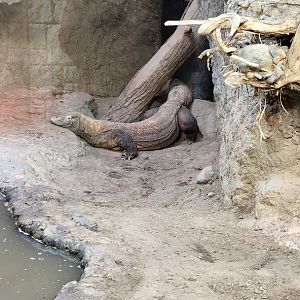 Komodo Dragon