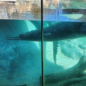 Gharial