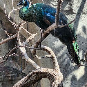 Congo Peafowl