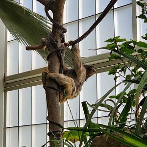 Brown Throated Three Toed Sloth
