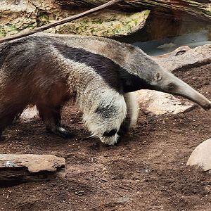 Giant Anteater