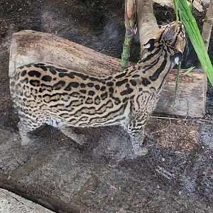 Ocelot