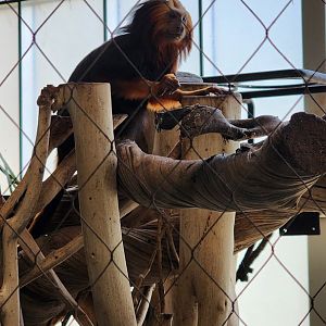 Gold and Black Lion Tamarin