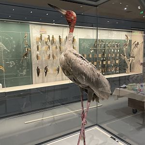 Sarus Crane/ Antigone antigone from Wuhan University Wanlin Museum