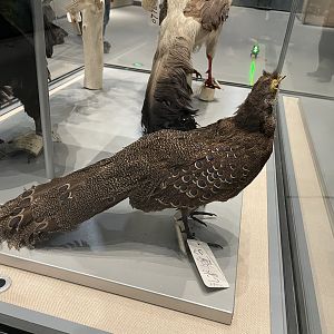 Hainan Peacock-Pheasant/ Polyplectron katsumatae from Wuhan University Wanlin Museum