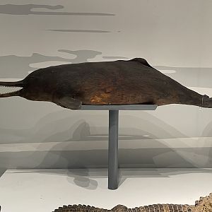 Baiji/ Lipotes vexillifer from Wuhan University Wanlin Museum