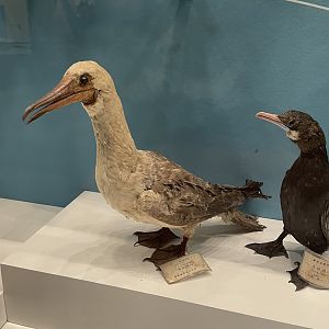 Red-Footed Booby/ Sula sula from Wuhan University Wanlin Museum
