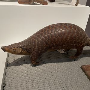 Chinese Pangolin/ Manis pentadactyla from Wuhan University Wanlin Museum
