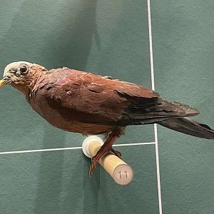 Pale-Capped Pigeon/ Columba punicea from Wuhan University Wanlin Muesum