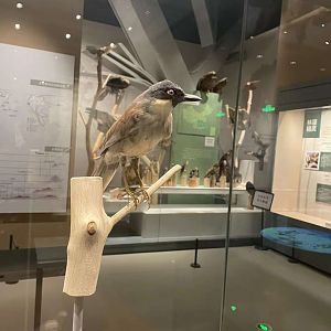 Blue-crowned Laughingthrush/ Pterorhinus courtoisi simaoensis from Wuhan University Wanlin Muesum