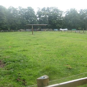 Westküstenpark - Cattle exhibit