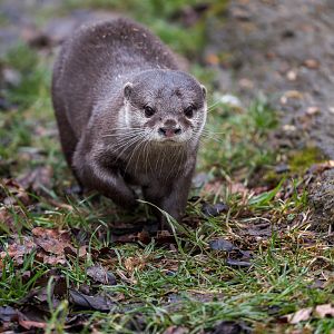 Asian Short-clawed Otter (Clyde) / Hamerton / 27-2-23