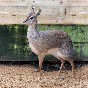 Kirk's Dik-Dik (f) / Hamerton / 27-2-23