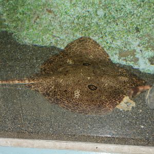 Sharpspine skate (Okamejei acutispina)
